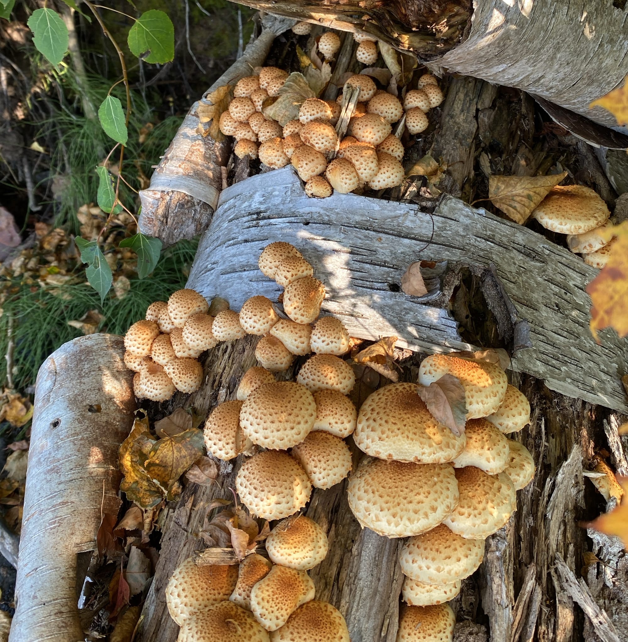 Mid-September